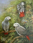 African Grey Parrots oil painting
