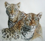 Leopards in Watercolor