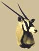 Gemsbok